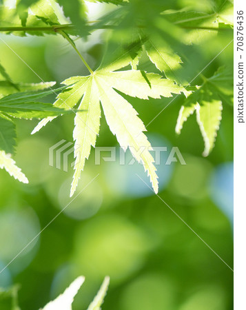 Fresh green maple leaves 70876436