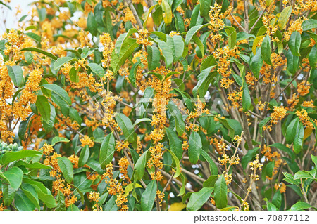 Orange kinmokusei flower Orange kinmokusei flower 70877112