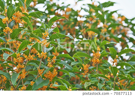 Orange kinmokusei flower Orange kinmokusei flower 70877113