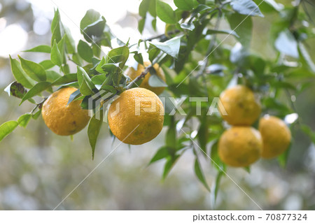 Yuzu that has begun to ripen 70877324