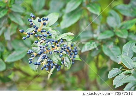 海軍藍莢蒾（秋季） 70877518