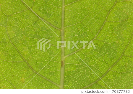 Keyamaukogi葉子和靜脈 Keyamaukogi葉子和靜脈 70877783