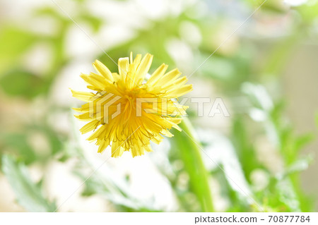 Dandelion 70877784