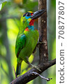 Beautiful Red-throated Barbet bird with multicolored on head and neck perched on the branches in the backyard. 70877807