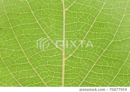 南板菊苣葉和葉脈 70877959