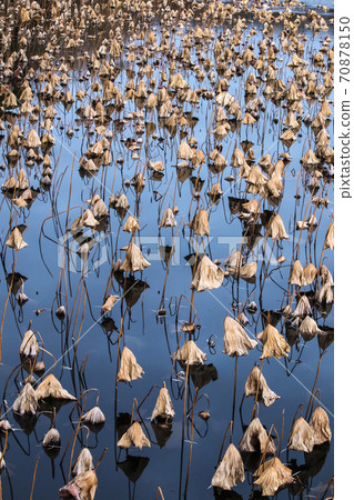 冬季枯萎荷花池風光3 70878150