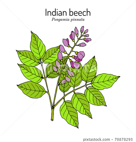 Indian beech or Pongam oiltree Pongamia or Millettia pinnata , medicinal plant 70878293