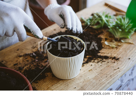 Home garden. How to Transplant Repot a Succulent, propagating succulents. Woman gardeners hand transplanting cacti and succulents in cement pots on the wooden table. Home garden. How to Transplant Repot a Succulent, propagating succulents. Woman gardeners hand transplanting cacti and succulents in cement pots on the wooden table. 70878440