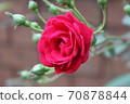 Roses, Mae Kampong, Chiang Mai 70878844