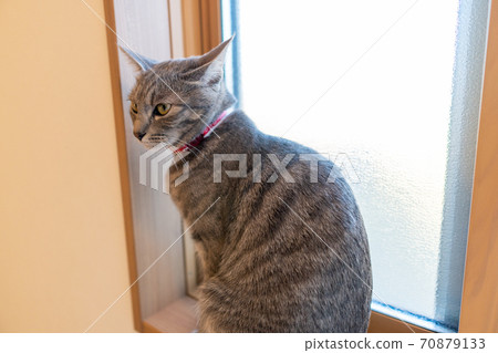 貓貓貓Kijitora白色灰色小貓女女女貓女貓女貓開朗可愛治愈 貓貓貓Kijitora白色灰色小貓女女女貓女貓女貓開朗可愛治愈 70879133