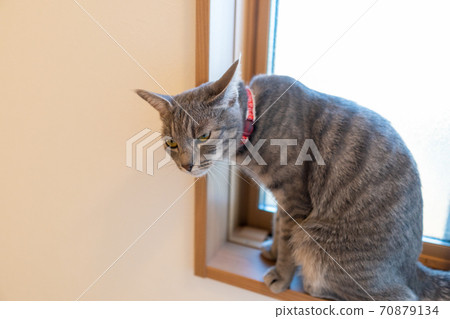 貓貓貓Kijitora白色灰色小貓女女女貓女貓女貓開朗可愛治愈 貓貓貓Kijitora白色灰色小貓女女女貓女貓女貓開朗可愛治愈 70879134