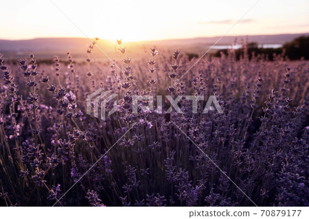 Lavender Field in the summer sunset time 70879177