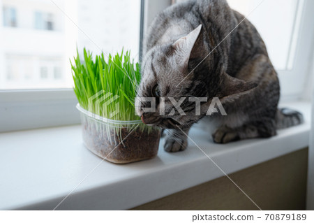 Close-up of a beautiful grey cat eating fresh green grass. Close-up of a beautiful grey cat eating fresh green grass. 70879189