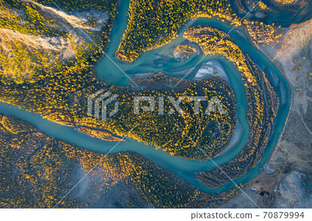 Yellow Larches and Chuya River in Autumn. Aerial Vertical Top-Down View. Kurai Steppe, Altai, Russia Yellow Larches and Chuya River in Autumn. Aerial Vertical Top-Down View. Kurai Steppe, Altai, Russia 70879994