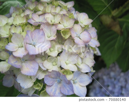Light purple hydrangea that has begun to color Light purple hydrangea that has begun to color 70880140