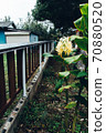 A simple wooden fence that can be rebuilt each time it breaks due to typhoon damage 70880520