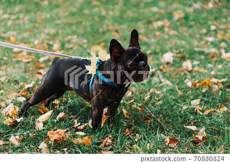 Cute French bulldog outdoors in the Park in autumn Cute French bulldog outdoors in the Park in autumn 70880824