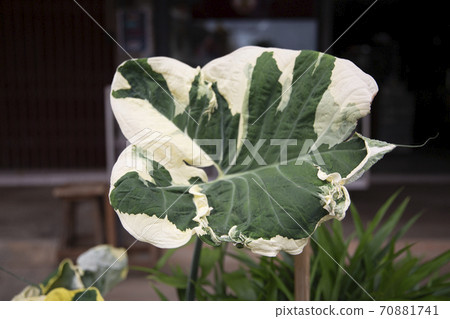 monstera botanical plant in the garden monstera botanical plant in the garden 70881741