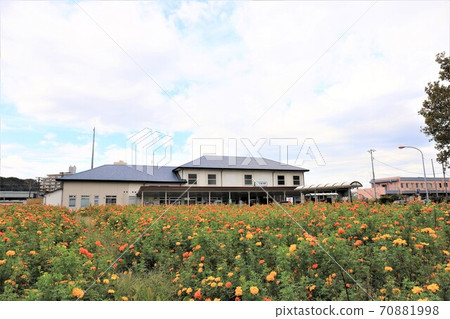 瑪麗·金盛開的JR栗濱站 70881998