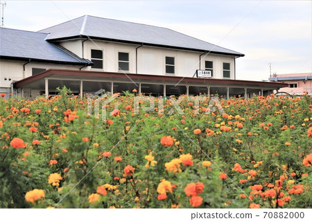 萬壽菊盛開的“栗濱站” 70882000