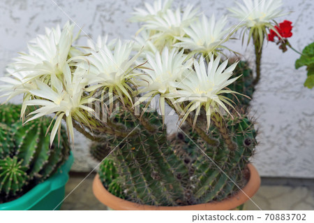Large white flowers grown on a prickly green cactus Large white flowers grown on a prickly green cactus 70883702