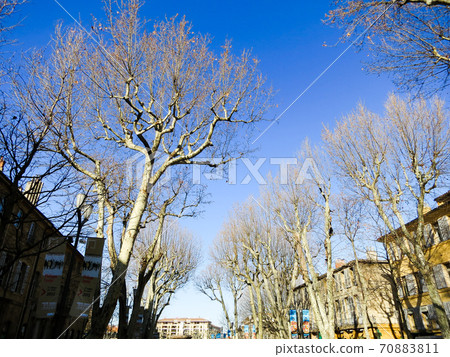Roadside trees on Cours Mirabeau, Aix-en-Provence, Southern France (France) Roadside trees on Cours Mirabeau, Aix-en-Provence, Southern France (France) 70883811