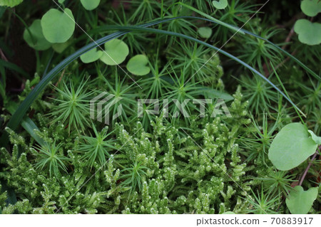 Moss Moss 70883917