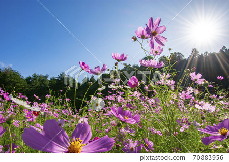  宇宙領域 70883956