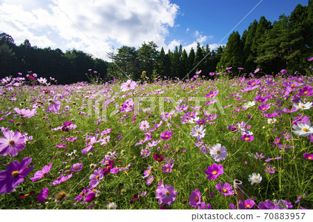  宇宙領域 70883957