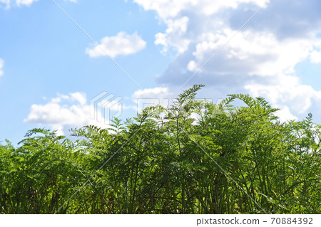 Carrot field Carrot field 70884392