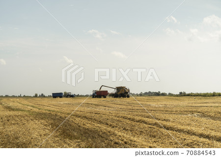 Combine harvester agriculture machine harvesting golden ripe wheat field. Harvester combine harvesting wheat and pouring it into tractor trailer during wheat harvest on sunny summer day. Combine harvester agriculture machine harvesting golden ripe wheat field. Harvester combine harvesting wheat and pouring it into tractor trailer during wheat harvest on sunny summer day. 70884543