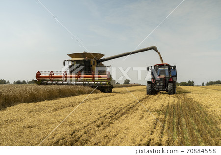 Combine harvester agriculture machine harvesting golden ripe wheat field. Harvester combine harvesting wheat and pouring it into tractor trailer during wheat harvest on sunny summer day. Combine harvester agriculture machine harvesting golden ripe wheat field. Harvester combine harvesting wheat and pouring it into tractor trailer during wheat harvest on sunny summer day. 70884558