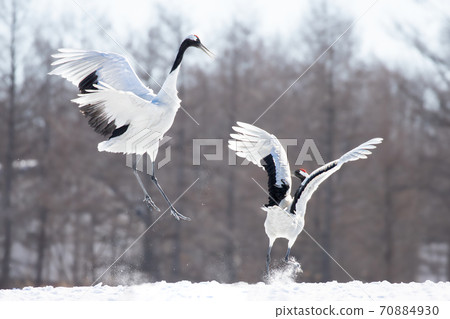 Japanese crane, wild bird, Kushiro, Hokkaido 70884930