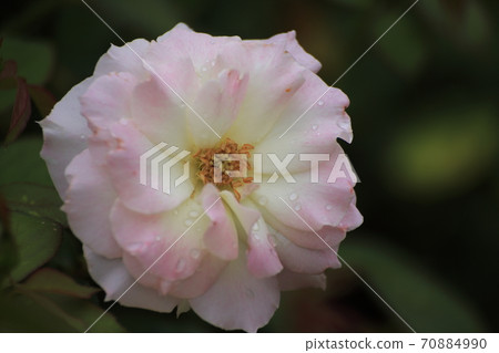 荒尾市，Ara Omoya市民的花壇，玫瑰花， 70884990