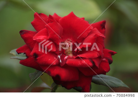 Arao City Arao Omoya Citizen's Flower Bed Rose Flower, 70884998