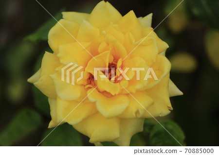 Arao City Ominous Citizen Flower Bed Rose Flower, 70885000