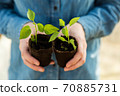 Woman farmer is holding tomato seedlings in her hands for planting. Planting seedlings in the spring in the ground. 70885731
