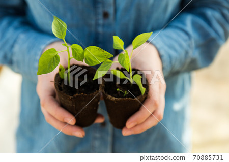Woman farmer is holding tomato seedlings in her hands for planting. Planting seedlings in the spring in the ground. 70885731