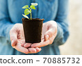 Woman farmer is holding tomato seedlings in her hands for planting. Planting seedlings in the spring in the ground. 70885732