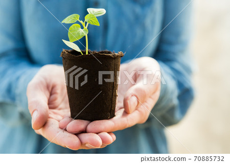Woman farmer is holding tomato seedlings in her hands for planting. Planting seedlings in the spring in the ground. Woman farmer is holding tomato seedlings in her hands for planting. Planting seedlings in the spring in the ground. 70885732