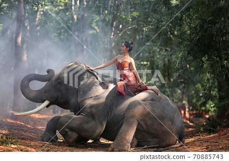 Woman Riding Elephant On Road Against Trees, Surin, Thailand Woman Riding Elephant On Road Against Trees, Surin, Thailand 70885743