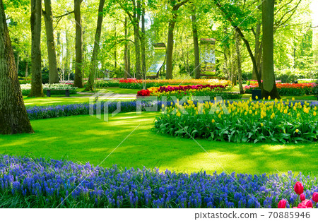 fresh lawn with flowers fresh lawn with flowers 70885946