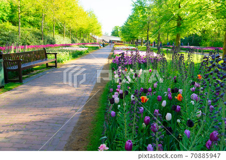 Spring Tulips Flowerbeds Spring Tulips Flowerbeds 70885947