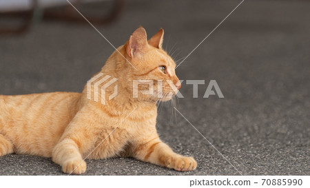 A staring cat, a tea tabby cat 70885990