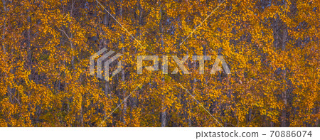 Autumn scenery, a forest in vibrant warm yellow colors 70886074