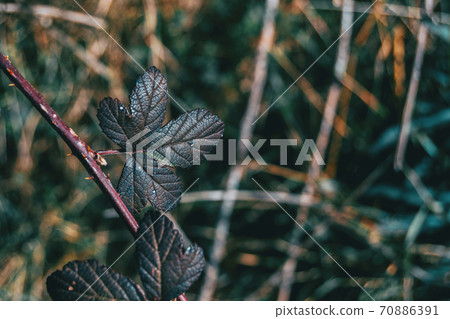 Close-up of a dark leaf of rosa rubiginosa 70886391