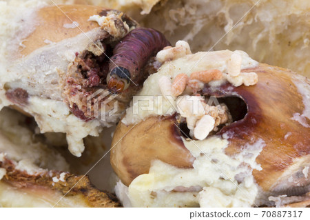 Close up of worm (Mudaria luteileprosa Holloway) on durian fruits. 70887317