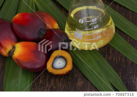 Red Oil Palm seed and leaf 70887318
