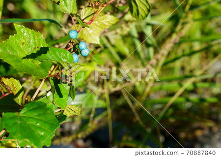 Colorful wild grapes Colorful wild grapes 70887840