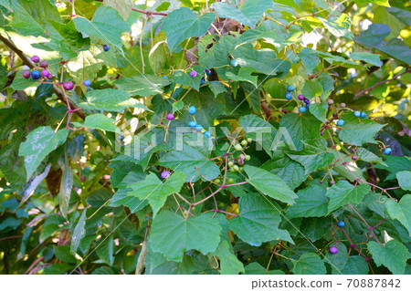 Colorful wild grapes Colorful wild grapes 70887842
